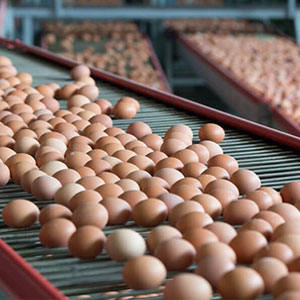 Biem-farms-Egg-Production