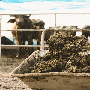 biem-farms-animal-waste
