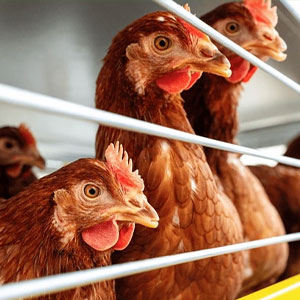 biem-farms-poultry