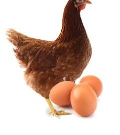 Quality Point-of-Lay Hens