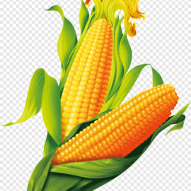 Maize (Corn)